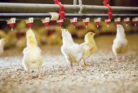 پایداری صنعت مرغداری با بهره‌وری نهاده‌های غذایی