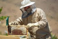تولید ۱۳۶ هزار تن عسل براساس سرشماری امسال