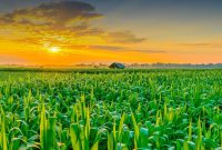 برنامه دولت برای مهار تورم محصولات کشاورزی
