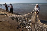 افزایش ۱۳ درصدی صید ماهیان استخوانی در آب‌های خزر